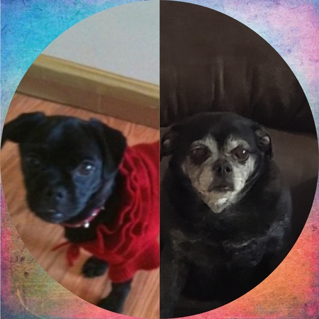 Entry image for Bijou. Clicking this image will show a larger photo