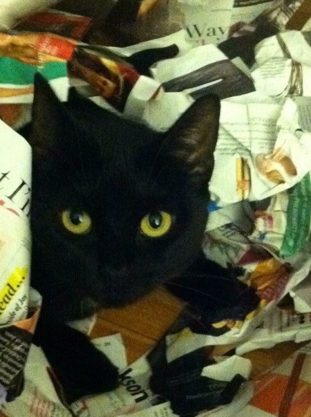 Entry image for Bitsy. Clicking this image will show a larger photo