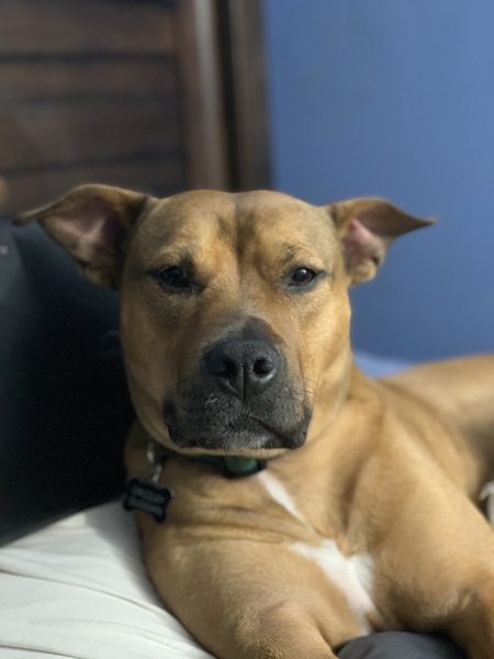 Entry image for Grizzly. Clicking this image will show a larger photo