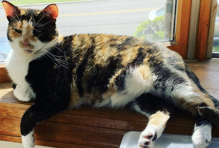 Entry image for Electra. Clicking this image will show a larger photo