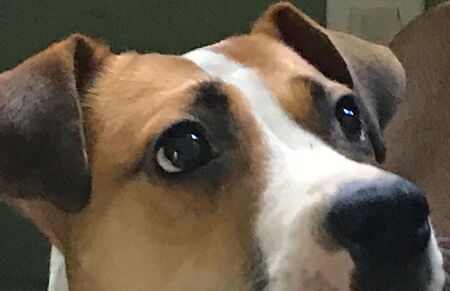 Entry image for Ladybug. Clicking this image will show a larger photo