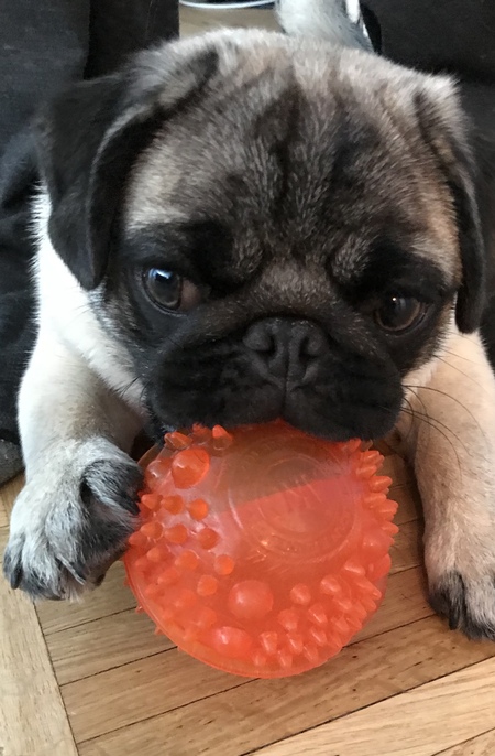 Entry image for Dusty. Clicking this image will show a larger photo