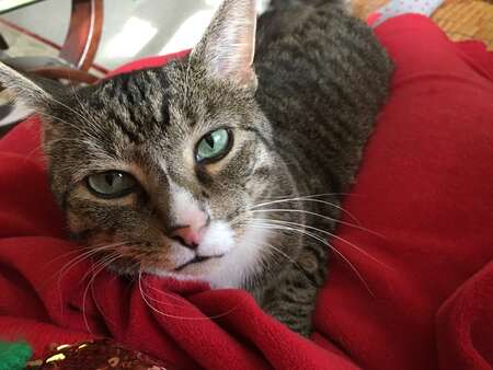 Entry image for Ricky Wu. Clicking this image will show a larger photo