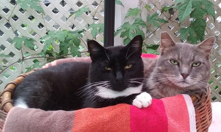 Entry image for Momcat (right) and Blackie. Clicking this image will show a larger photo
