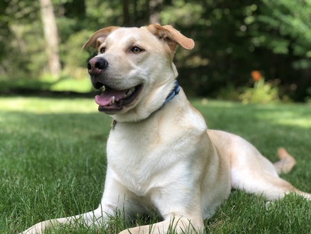 Entry image for Hunter. Clicking this image will show a larger photo