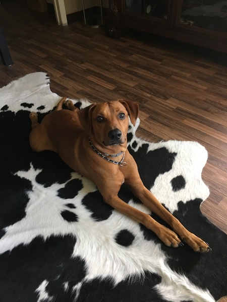 Entry image for Red. Clicking this image will show a larger photo