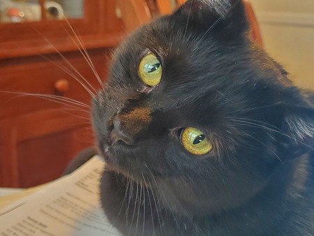 Entry image for PICOU. Clicking this image will show a larger photo