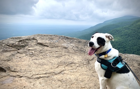 Entry image for Della Mae (FKA Piper). Clicking this image will show a larger photo