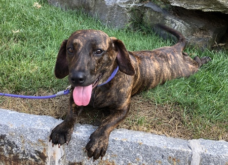 Entry image for Bella. Clicking this image will show a larger photo