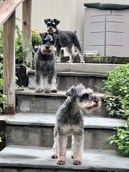 Entry image for Jersey, Arlo, Happy. Clicking this image will show a larger photo