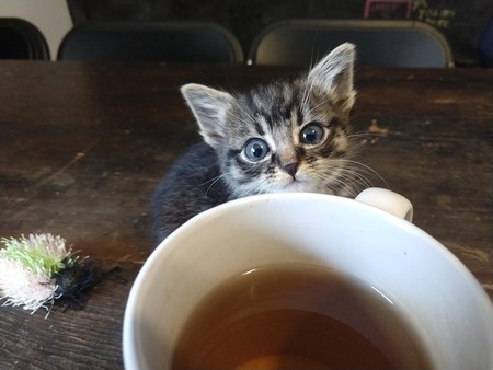 Entry image for Cricket. Clicking this image will show a larger photo