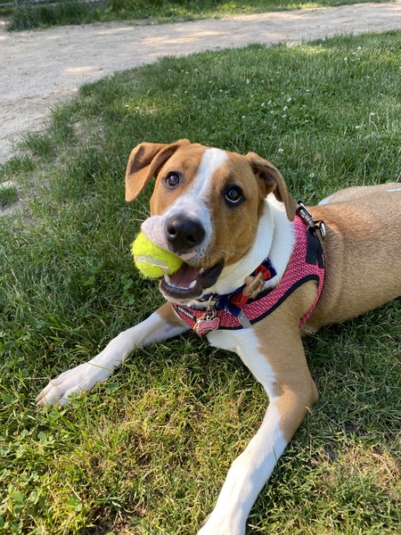 Entry image for Lady. Clicking this image will show a larger photo