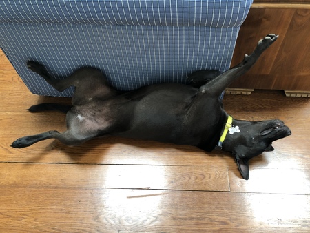 Entry image for Dezzie. Clicking this image will show a larger photo