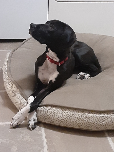 Entry image for Socks. Clicking this image will show a larger photo