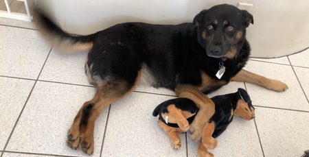 Entry image for Cleo. Clicking this image will show a larger photo