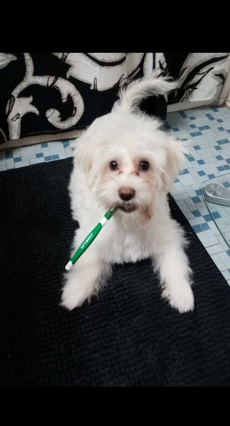 Entry image for Snowball. Clicking this image will show a larger photo