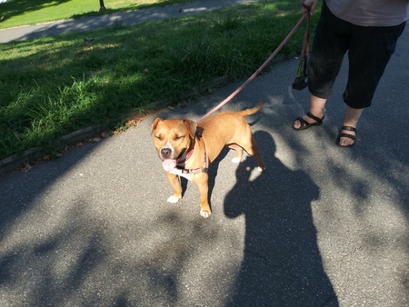 Entry image for Pumpkin. Clicking this image will show a larger photo