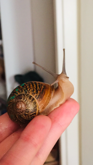 Entry image for Claire. Clicking this image will show a larger photo