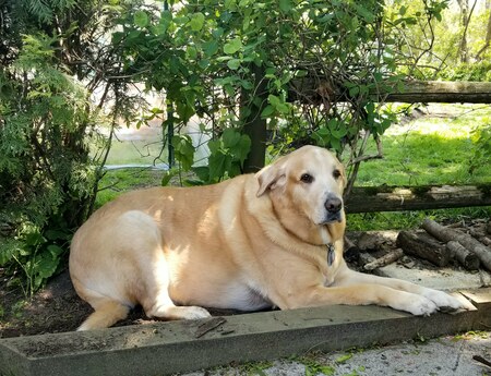 Entry image for DEWEY. Clicking this image will show a larger photo