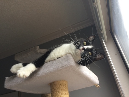 Entry image for Ladybird. Clicking this image will show a larger photo