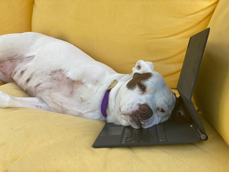 Entry image for Georgia. Clicking this image will show a larger photo