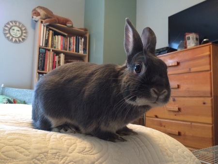 Entry image for Lil'Hops. Clicking this image will show a larger photo