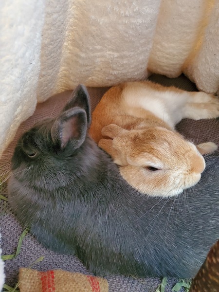 Bob (orange) & Molly (grey)