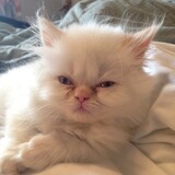 Entry image for Bubbles Garrison