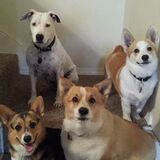 Entry image for Lila, Bitty, Jade and Charlie 