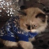 Entry image for Tink 