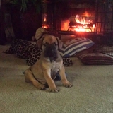 Entry image for Leonidas