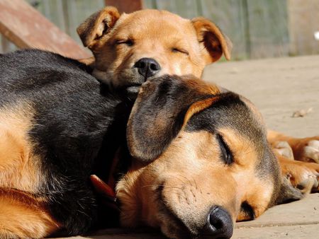 Entry image for Lily,Lucy. Clicking this image will show a larger photo