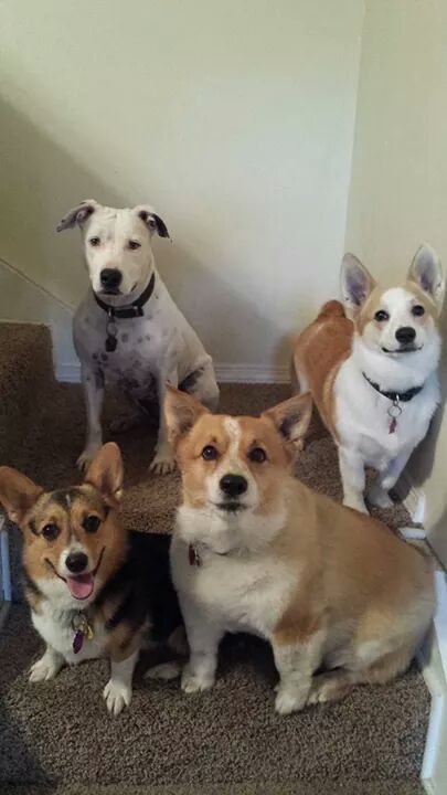 Entry image for Lila, Bitty, Jade and Charlie . Clicking this image will show a larger photo