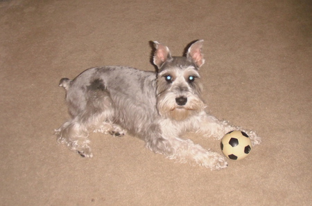 Entry image for Rusky. Clicking this image will show a larger photo