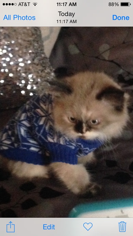 Entry image for Tink . Clicking this image will show a larger photo