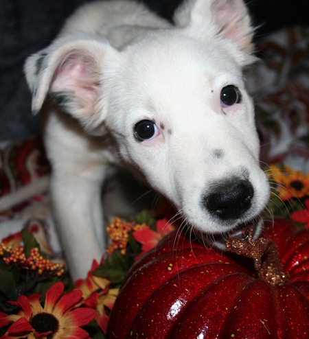 Entry image for Magic. Clicking this image will show a larger photo