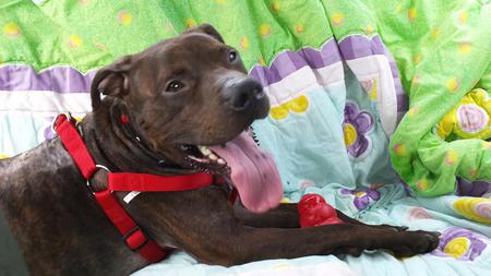 Entry image for Buster. Clicking this image will show a larger photo