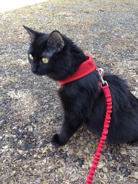 Entry image for Ink. Clicking this image will show a larger photo