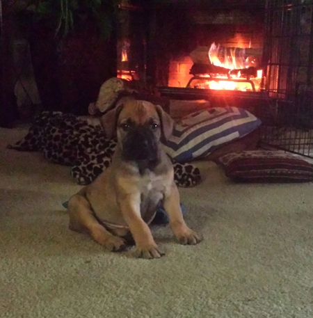 Entry image for Leonidas. Clicking this image will show a larger photo