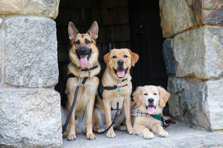 Granger, Skipper and Vesper