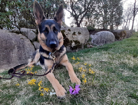 Dobbs