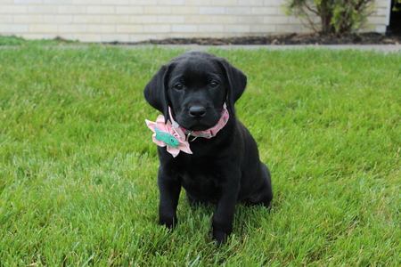 Kinley