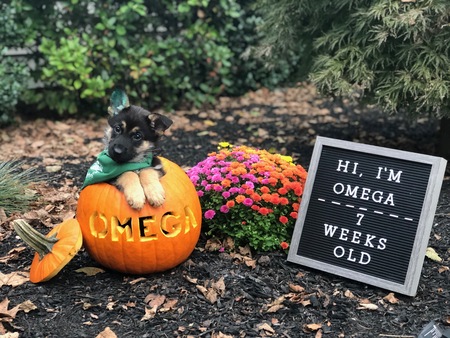 Omega