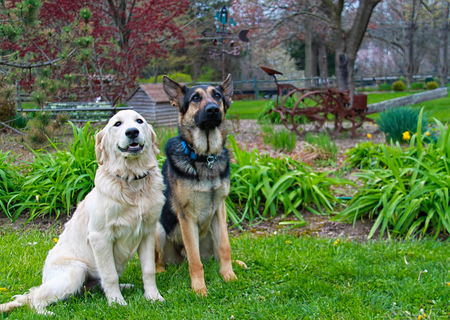 Chico and Ozzie