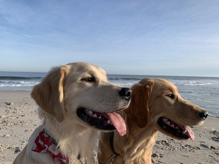 Clifford and Zenzie