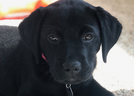 Sadie