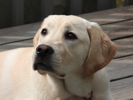 Bella