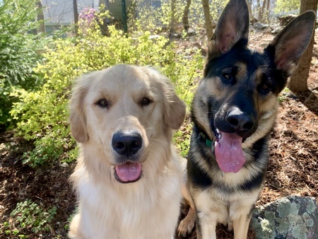Higgins and Nico