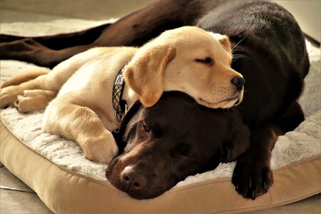 Pippin and Polly 