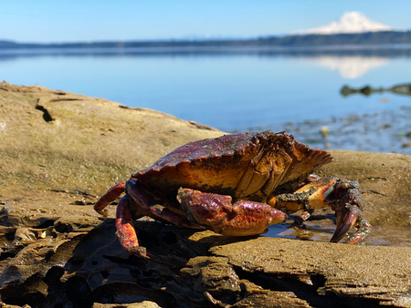 Avery Reyes - Feeling a Little Crabby